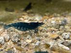 Blue dream garnalen., Kreeft, Krab of Garnaal, Zoetwatervis