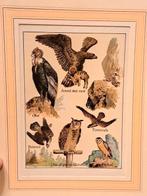 Steendruk, Antiek en Kunst, Kunst | Litho's en Zeefdrukken, Ophalen of Verzenden
