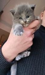 Maine Coon kittens, Dieren en Toebehoren, Katten en Kittens | Raskatten | Langhaar, Meerdere dieren, Ontwormd