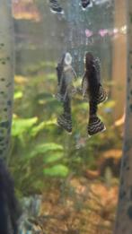 Baby Algeneters, Dieren en Toebehoren, Vissen | Aquariumvissen, Vis