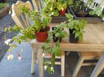 Te koop: fuchsia stekken ‘Smiling Raf’, Ophalen