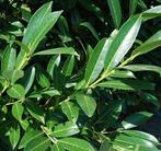 **ACTIE** Prunus laur. 'Caucasica' Laurier, Ophalen of Verzenden, Laurier, Struik, Minder dan 100 cm