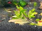 Ancistrus albino longfin, Dieren en Toebehoren, Vissen | Aquariumvissen, Vis