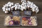 DekoGold Droogbloemen Set met Katoen – Nieuw, Ophalen of Verzenden, Nieuw