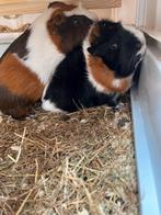 2 lieve cavia met buitenhok, Dieren en Toebehoren, Knaagdieren, Cavia, April, Mannelijk, Tam