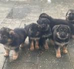 Prachtige raszuivere Duitseherder pups 5 weken nu reserveren, Dieren en Toebehoren, 8 tot 15 weken, Parvo, Meerdere, Meerdere dieren