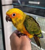 Zonparkiet super lief en super tam., Meerdere dieren, Papegaai, Tam