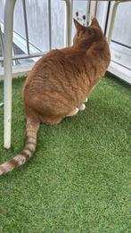Europese kat, Poes, Ontwormd, 0 tot 2 jaar