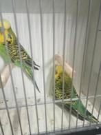 Mooie grote ino Engelse parkieten, Dieren en Toebehoren, Vogels | Parkieten en Papegaaien, Meerdere dieren, Parkiet