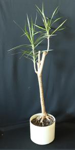 Drakenbloedboom (Dracaena marginata), Huis en Inrichting, Kamerplanten, Ophalen, Overige soorten, Halfschaduw, In pot