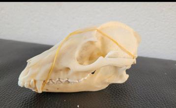 2 schedels Wasbeerhond taxidermie - skelet, geraamte, skull beschikbaar voor biedingen