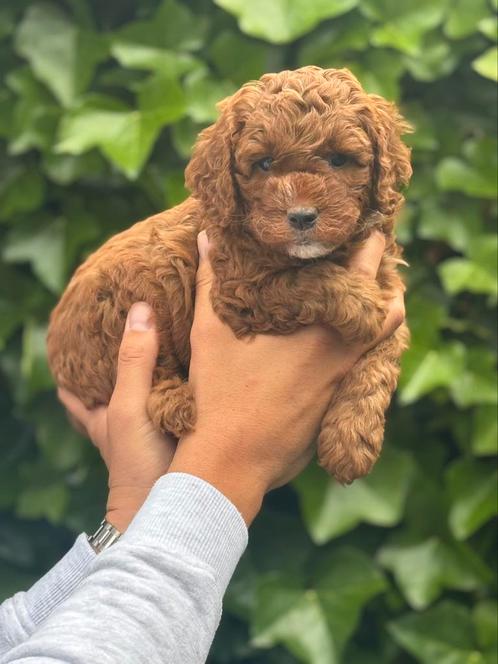 Mini medium labradoodle pups, Dieren en Toebehoren, Honden | Retrievers, Spaniëls en Waterhonden, Meerdere dieren, Overige rassen