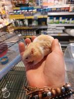 Super lieve tamme syrische hamsters, Vrouwelijk, Hamster, Tam