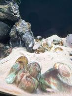 Neolamprologus multifasciatus, Dieren en Toebehoren, Vis