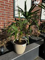 Palmboom., Ophalen of Verzenden, 100 tot 250 cm, Zomer, Palmboom