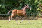 Nacho x Dutch Dormello x Zeoliet, Dieren en Toebehoren, Hengst, 0 tot 2 jaar
