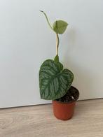 Monstera dubia, Ophalen of Verzenden, Overige soorten, Minder dan 100 cm