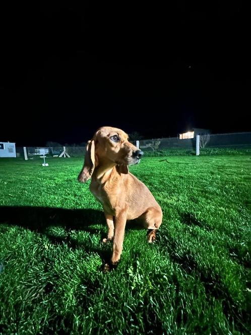 Lotus verblijft in Cyprus, Dieren en Toebehoren, Honden | Setters en Staande honden, Teef, Particulier, Eén hond, Buitenland, 1 tot 2 jaar