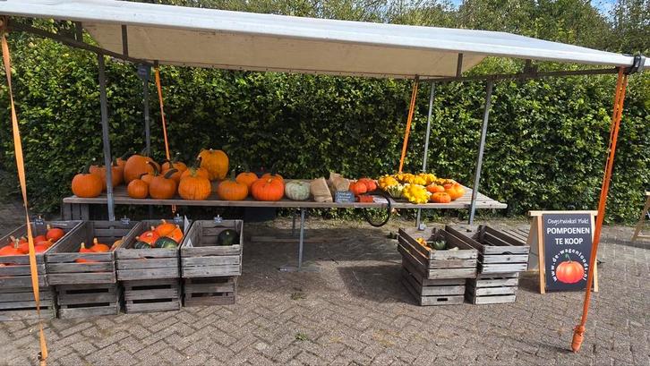 Biologische pompoenen & Halloweenpompoenen – diverse soor, Tuin en Terras, Overige Tuin en Terras, Zo goed als nieuw, Ophalen