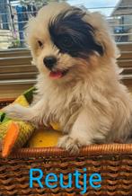 Nog 2 Super Lieve Boomer pups beschikbaar! ️🩵❤️, Dieren en Toebehoren, 8 tot 15 weken, CDV (hondenziekte), Meerdere, Meerdere dieren