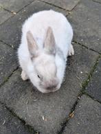 Lief vrouwtjes konijn 10 weken oud, Dieren en Toebehoren, Konijnen, Vrouwelijk
