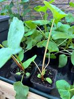 rabarber planten, Tuin en Terras, Planten | Tuinplanten, Ophalen of Verzenden, Zomer, Groenteplanten, Volle zon