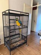 Te Koop Mooie Lieve Ara Papagaai Pop, Ophalen of Verzenden, Zo goed als nieuw, Metaal, Vogelkooi