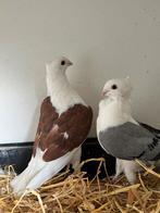 Mooi koppel meeuwtjes, Dieren en Toebehoren, Vogels | Duiven