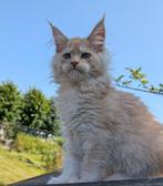 maine coon poesje met stamboom, Poes, Gechipt, 0 tot 2 jaar
