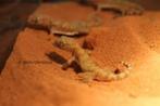 10 x Stenodactylus Stenodactylus | Dunvingergekko, Dieren en Toebehoren, Reptielen en Amfibieën, 0 tot 2 jaar, Hagedis