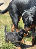 Rottweiler pups, Dieren en Toebehoren, België, Particulier, Rabiës (hondsdolheid), 8 tot 15 weken