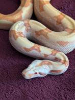 Boa Constrictor - Sunglow Sharp Albino, Dieren en Toebehoren, Reptielen en Amfibieën, Slang, 3 tot 6 jaar