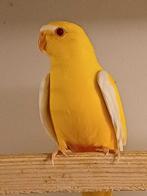 ELEGANT LUTINO, Dieren en Toebehoren, Vogels | Parkieten en Papegaaien, Mannelijk, Parkiet, Geringd