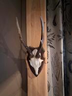 Gewei op schild, Ophalen of Verzenden