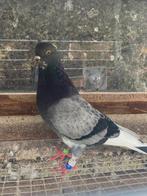 Birmingham roller, Dieren en Toebehoren, Mannelijk, Tuimelaar of Roller