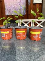 Moerbeı planten      per pot voor 2,5€, Tuin en Terras, Planten | Tuinplanten, Ophalen