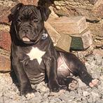 Old english bulldog pup teefje, 8 tot 15 weken, Teef, Bulldog, Eén hond