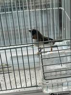 Japanse vink, Dieren en Toebehoren, Mannelijk