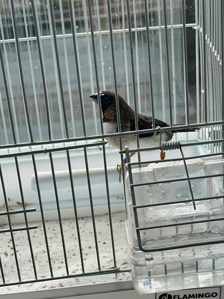 Japanse meeuwtje, Dieren en Toebehoren, Vogels | Overige Vogels, Mannelijk