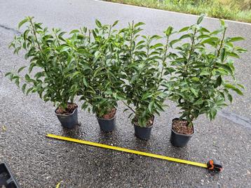 Portugese laurier potgekweekte haagplanten ca. 60 cm beschikbaar voor biedingen
