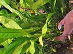 Aquariumplanten etc, Ophalen of Verzenden, Plant(en), Steen of Hout