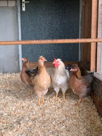Grote jonge sierkippen 3 hennen en 1 haan beschikbaar voor biedingen