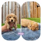 Mooie engelse cocker spaniel pups 7 stuks, Dieren en Toebehoren, 8 tot 15 weken, Meerdere, Meerdere dieren, Spaniël