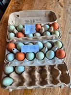 Broedeieren van onze eigen kippen – met zorg bewaard, Dieren en Toebehoren, Pluimvee, Geslacht onbekend, Kip