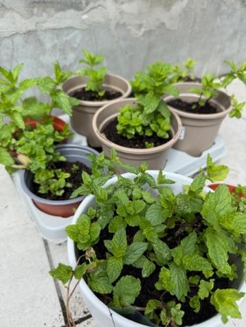 Biologische munt, vers en uit eigen tuin beschikbaar voor biedingen