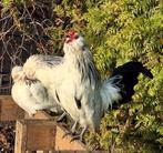 Toompje antwerpse baardkriel, Meerdere dieren, Kip