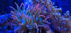 Entacmaea Sunburst - Tepelanemoon - Bubble Tip, Overige typen, Zoutwatervis