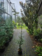 Quercus Ilex / mediterrane steeneik / wintergroen ‼️‼️, Bloeit niet, 400 cm of meer, Ophalen, Volle zon