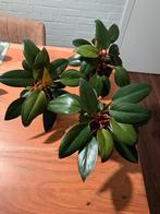 3x Philodendron red Congo hydrocultuur planten, Huis en Inrichting, Kamerplanten, Ophalen