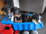 lieve jack russel pups zoeken goed huisje!, Rabiës (hondsdolheid), Jack Russell Terriër, 8 tot 15 weken, Meerdere